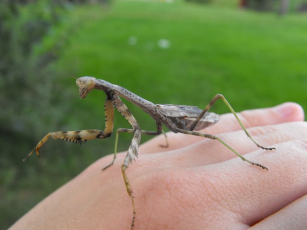 praying mantis